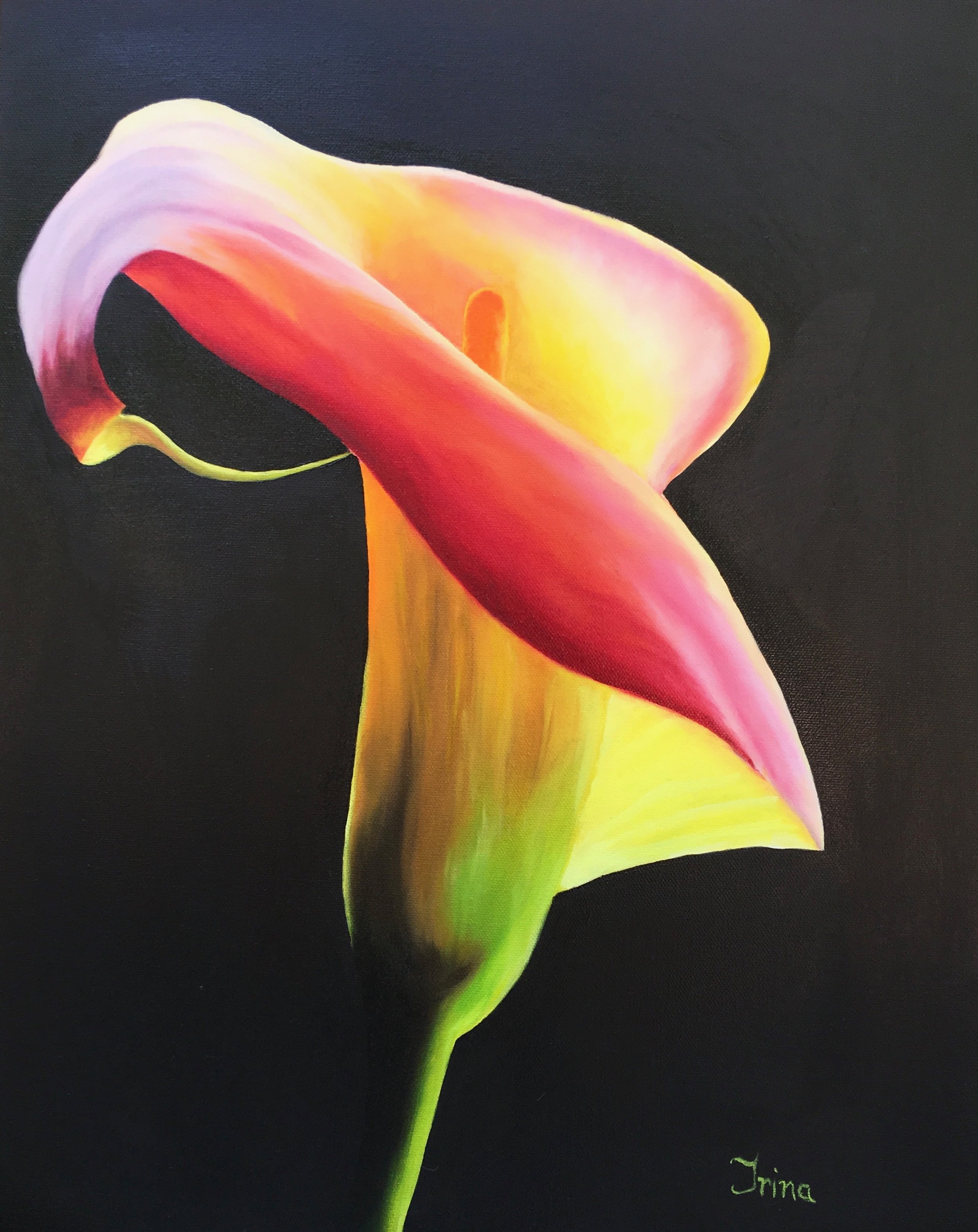 Calla Lily 16x20 oil on canvas