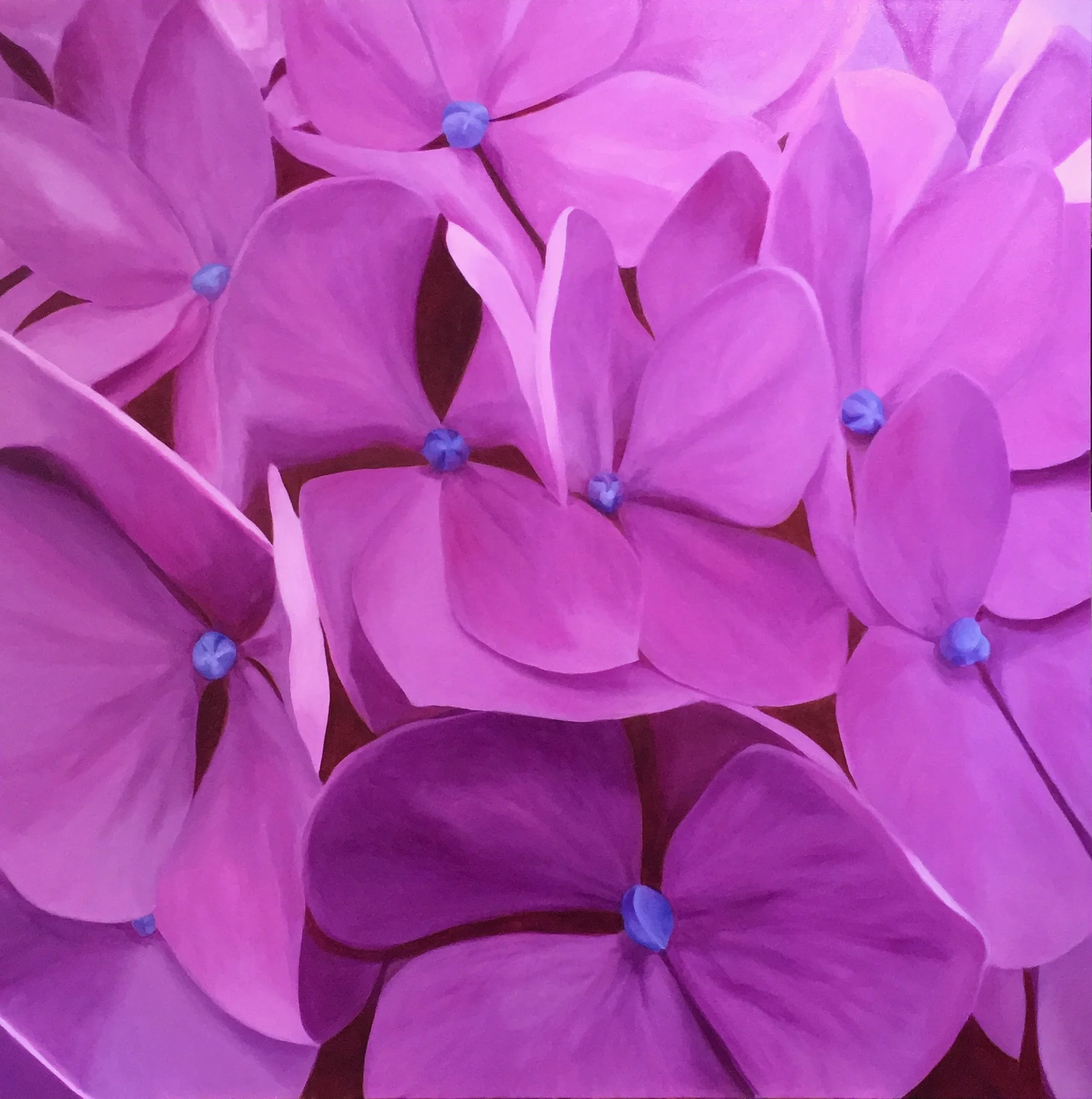 Hydrangea 48x48 oil on canvas