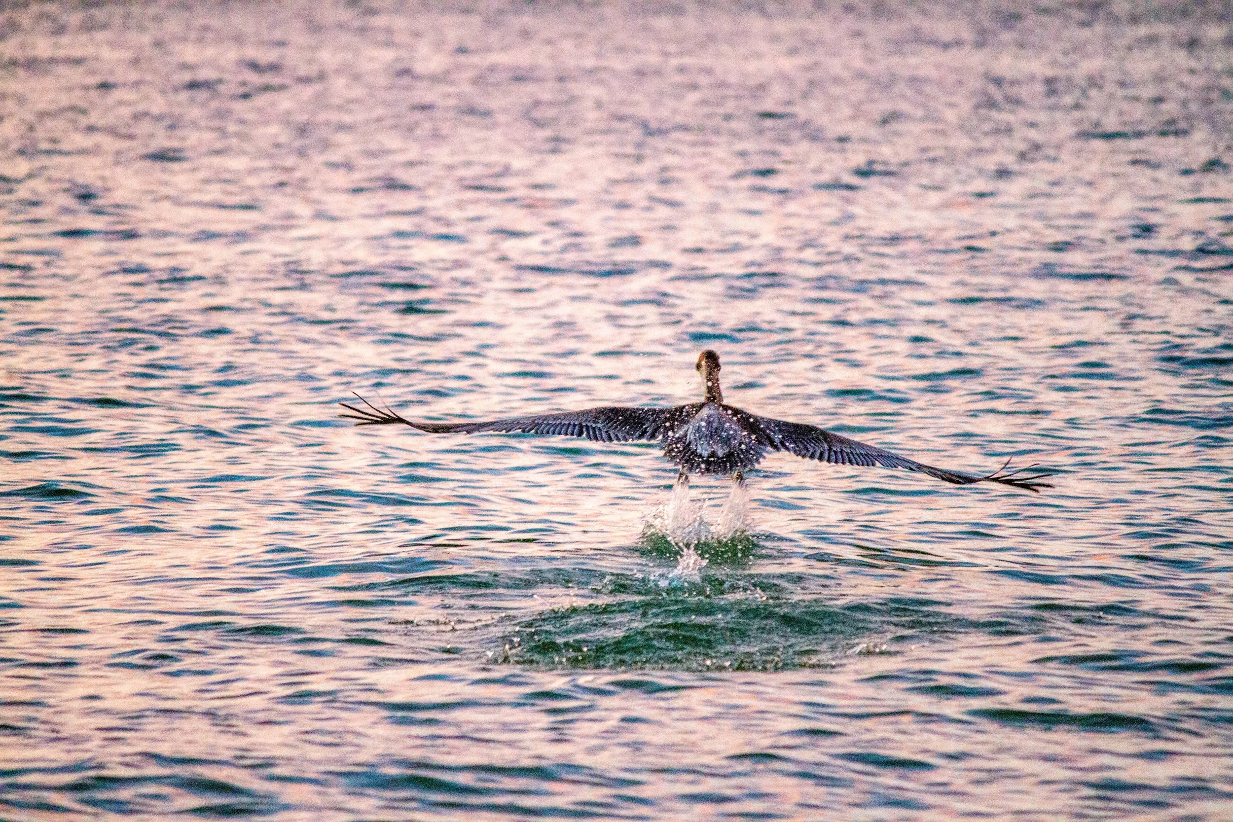 Photo by Chris DeSort on Unsplash