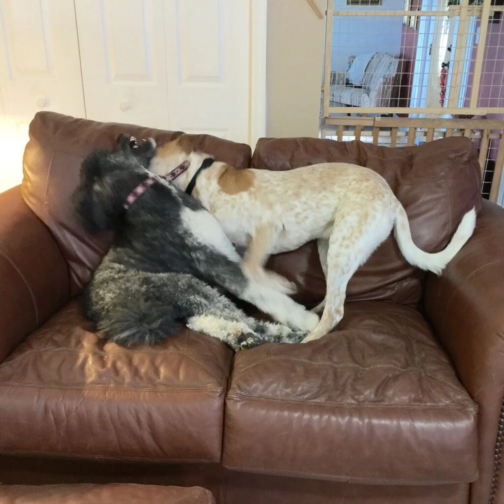 Cozycreatures Clients - 1.jpg