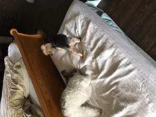 ruffles dog day care