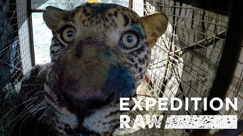 Rescuing a Fierce Leopard: See What It Takes | Expedition Raw