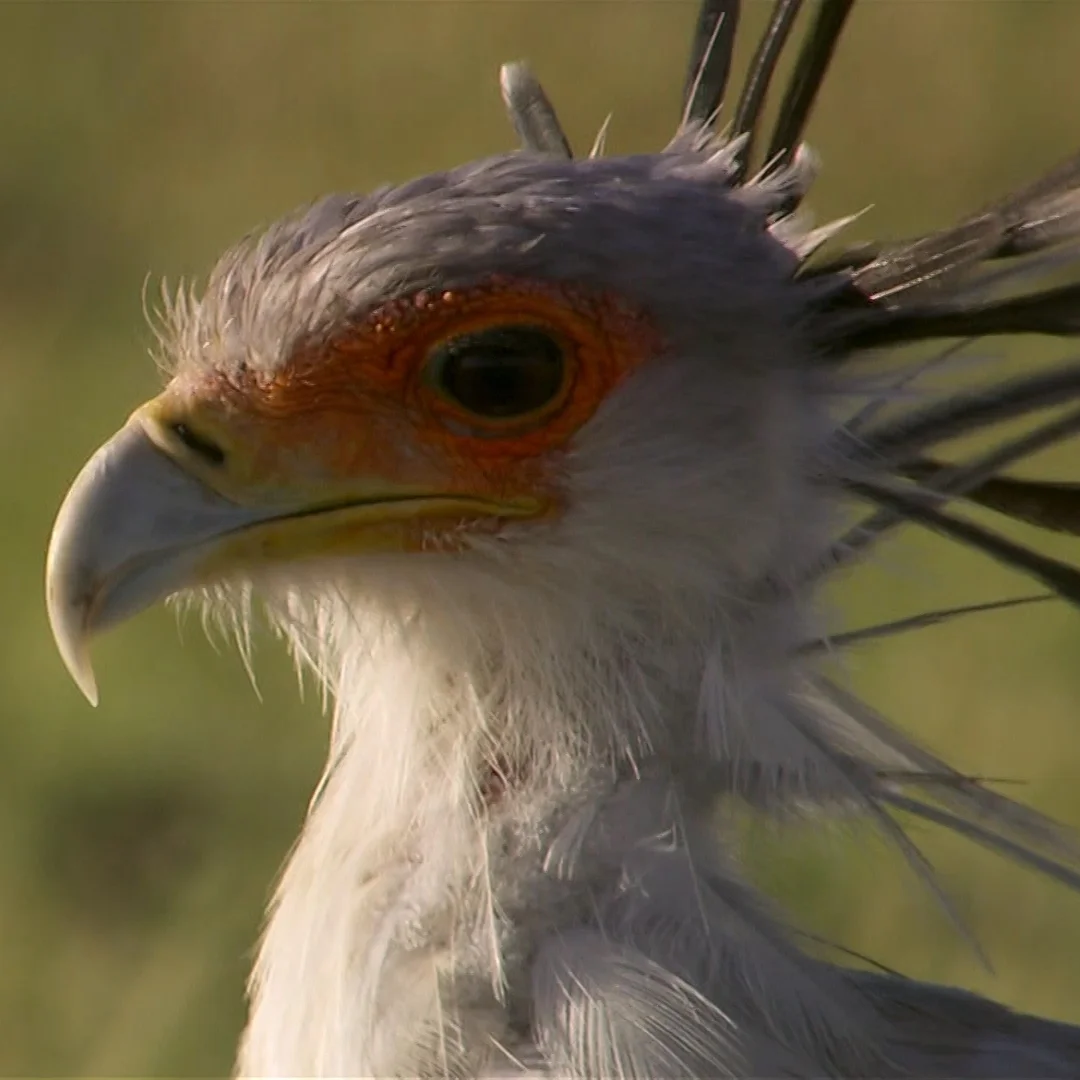 Secretary Bird