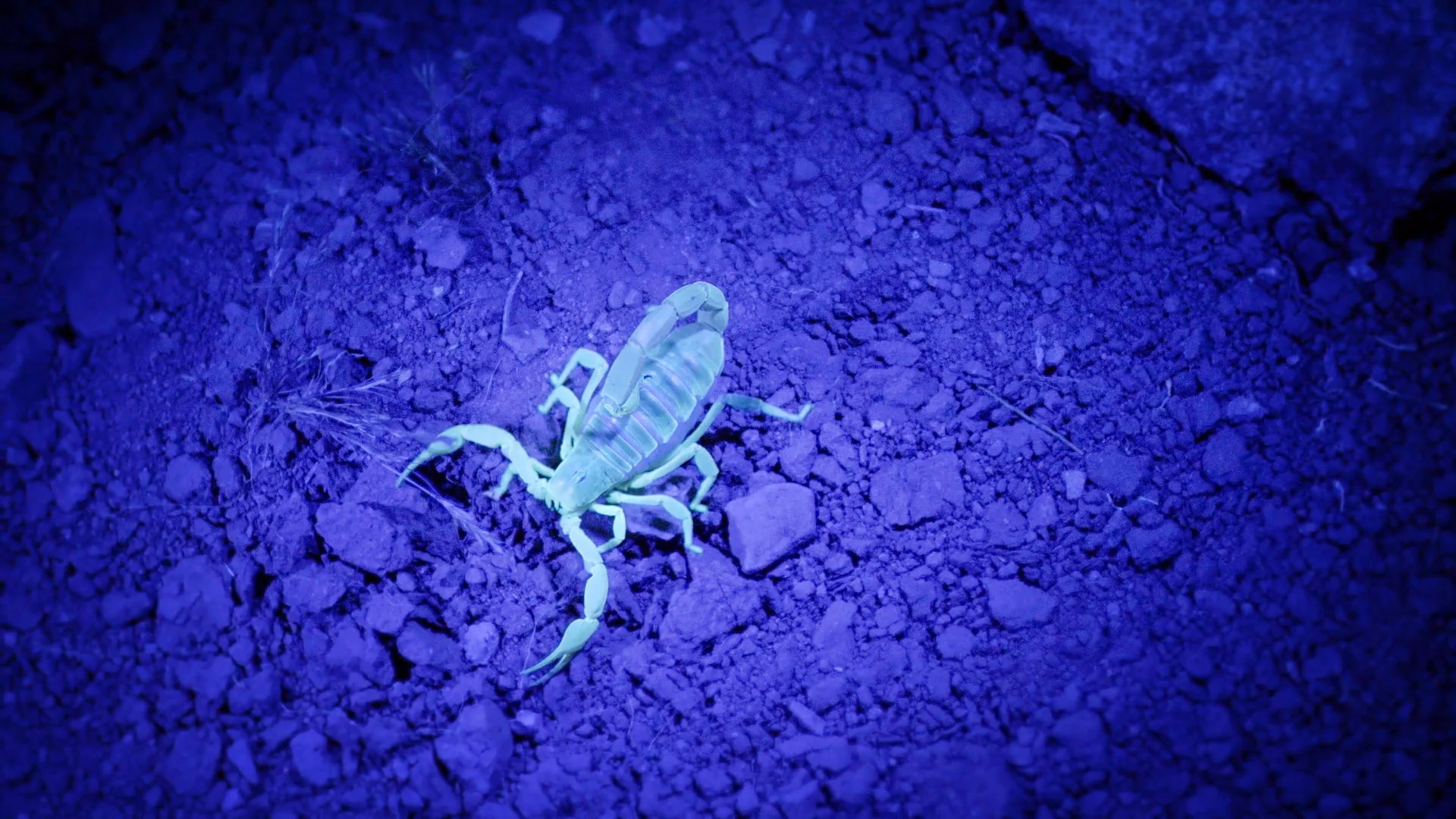 Finding Glow-in-the-Dark Scorpions | United States of Animals