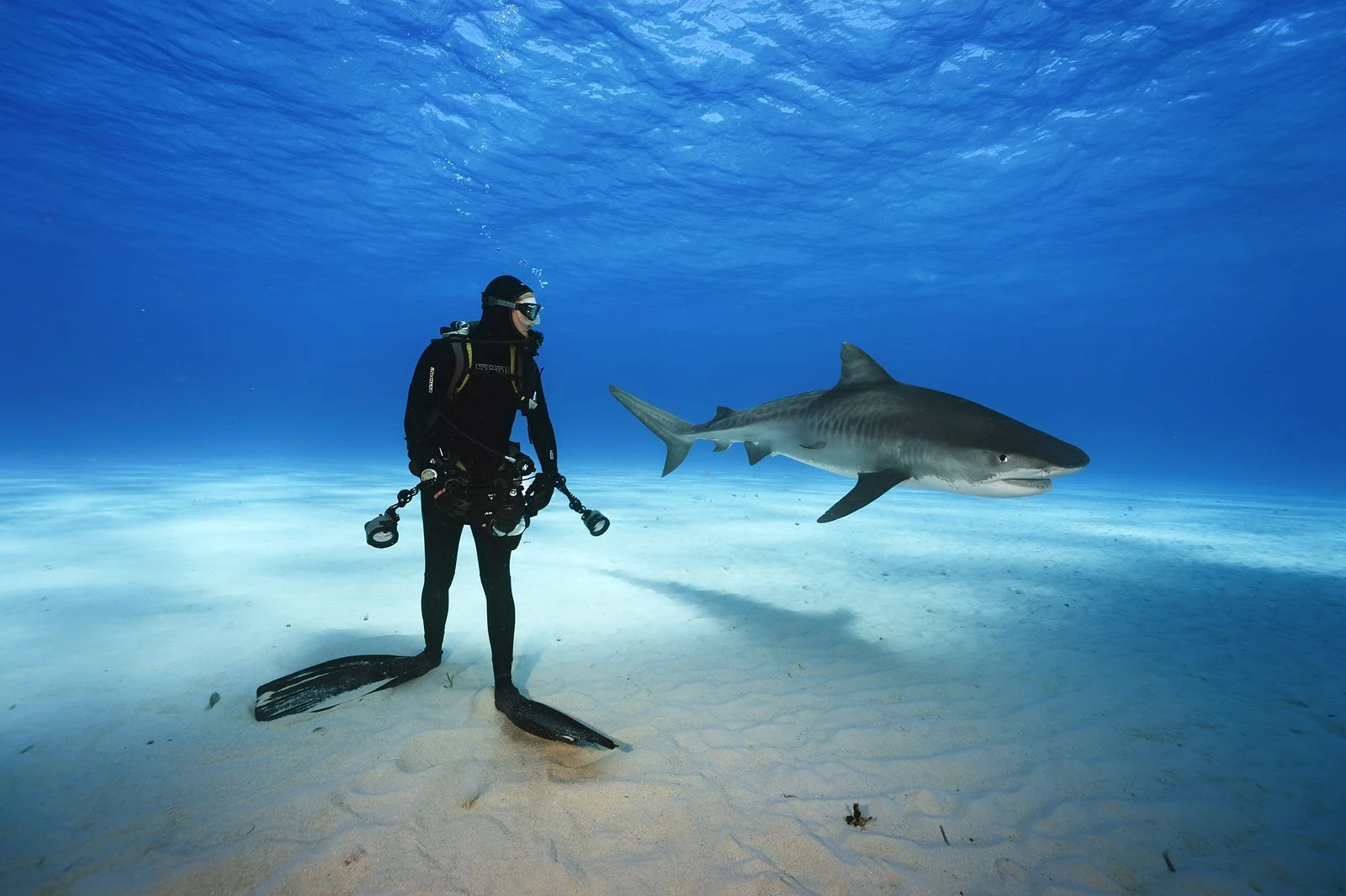 Sharks: On Assignment with Brian Skerry