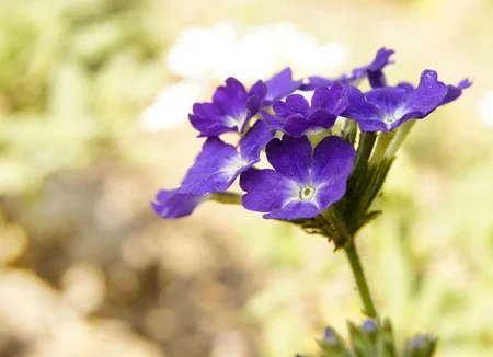 Verbena flower drinking in the sunlight