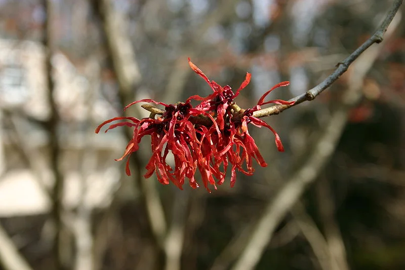 Witch hazel flower
