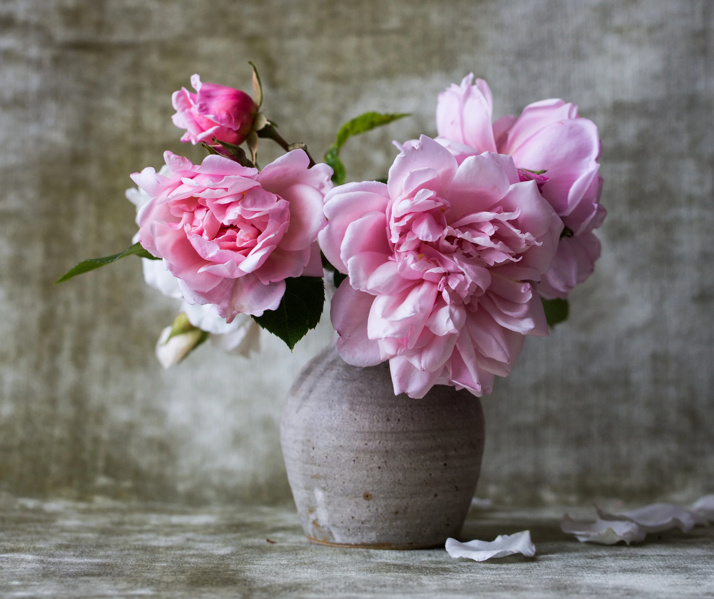 Damask roses