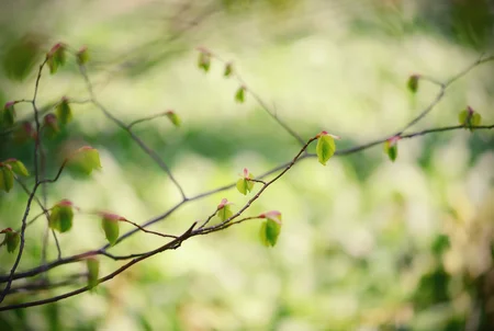 Beech tree buds
