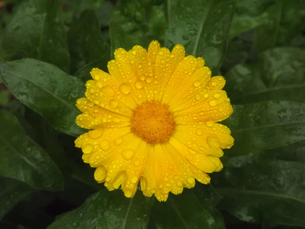 Calendula.jpg
