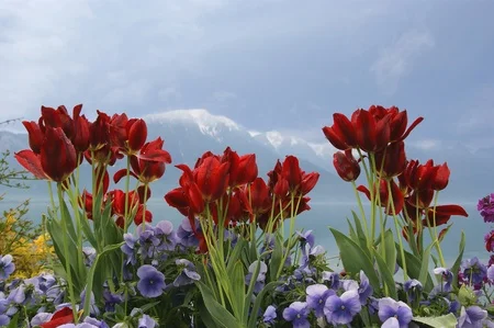Poppies and tulips along the Gorges de l'Areuses, Canton of Neuchâtel where Fleurier is located