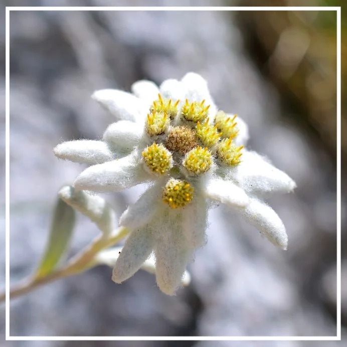 Edelweiss