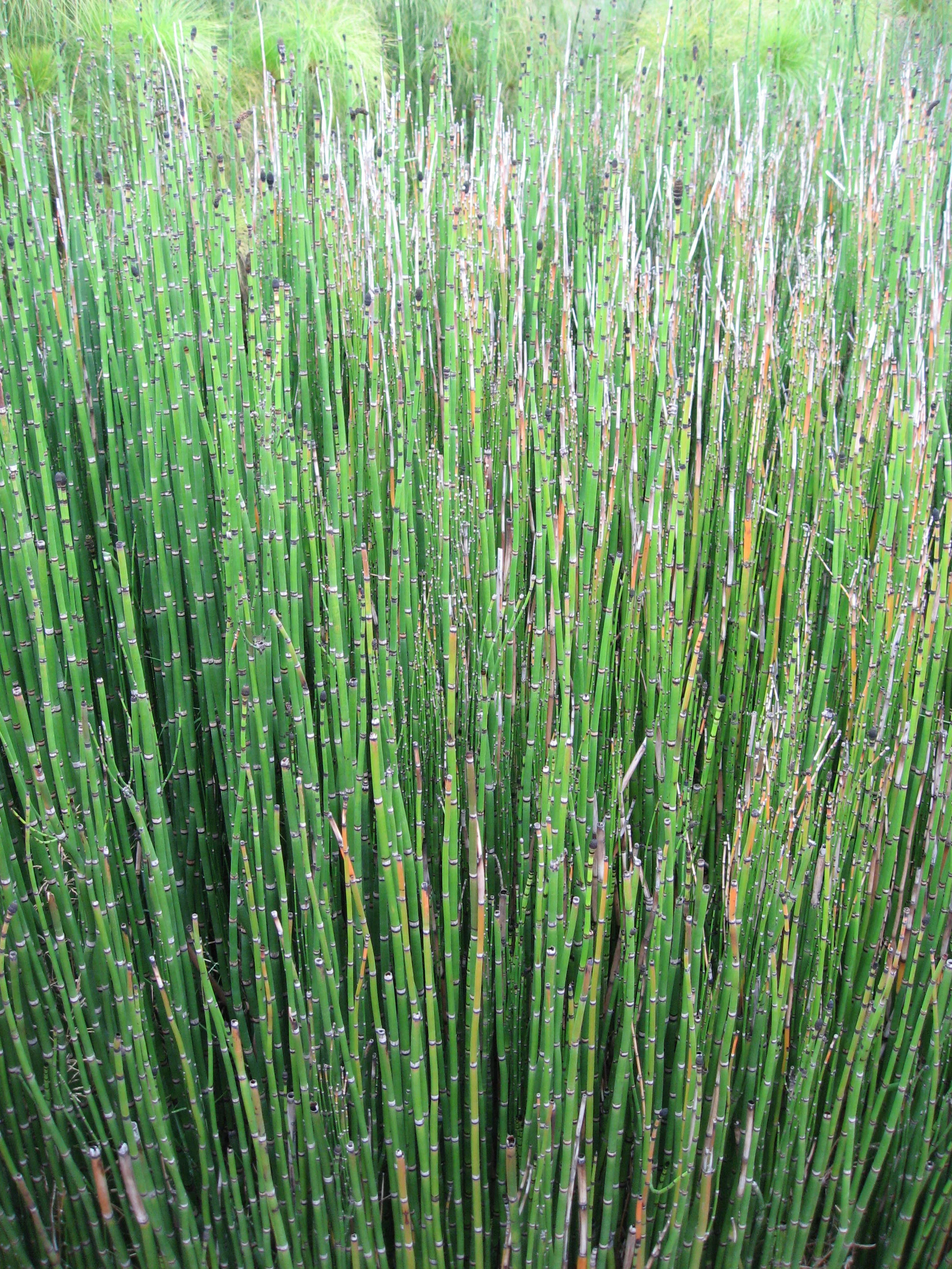 Rough Horsetail in Parc floral de Paris