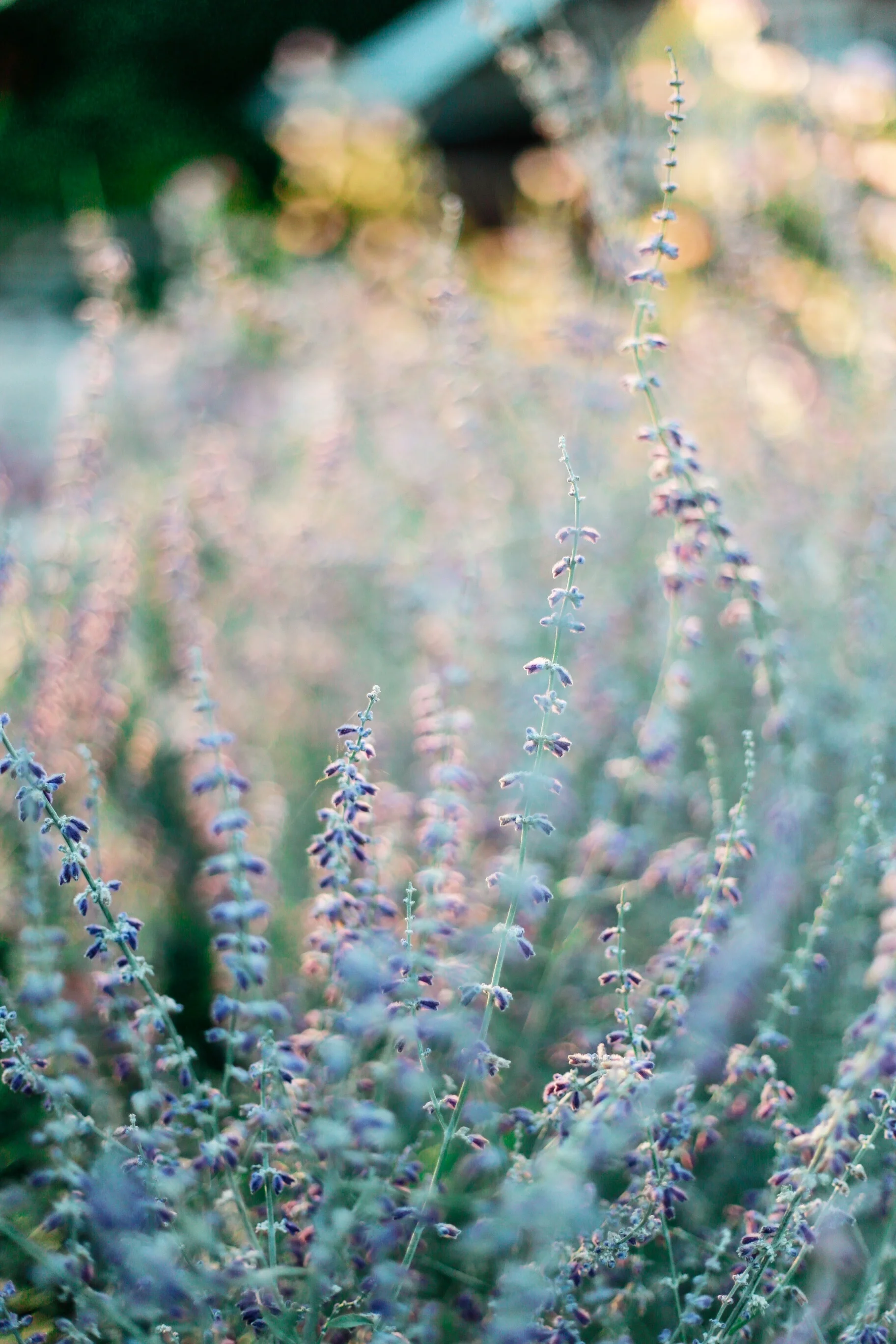 lavender.jpg