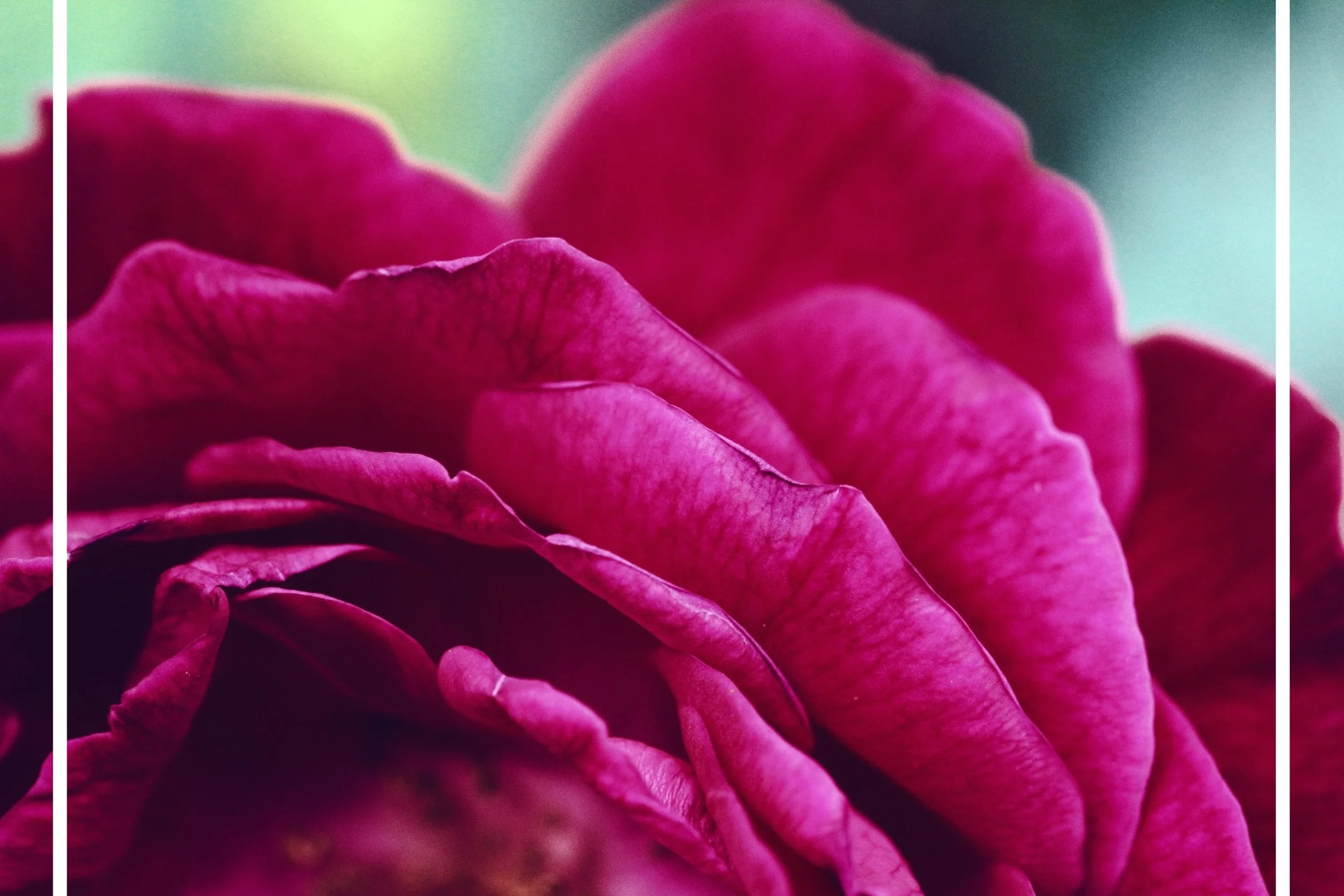 Rose_petals.jpg