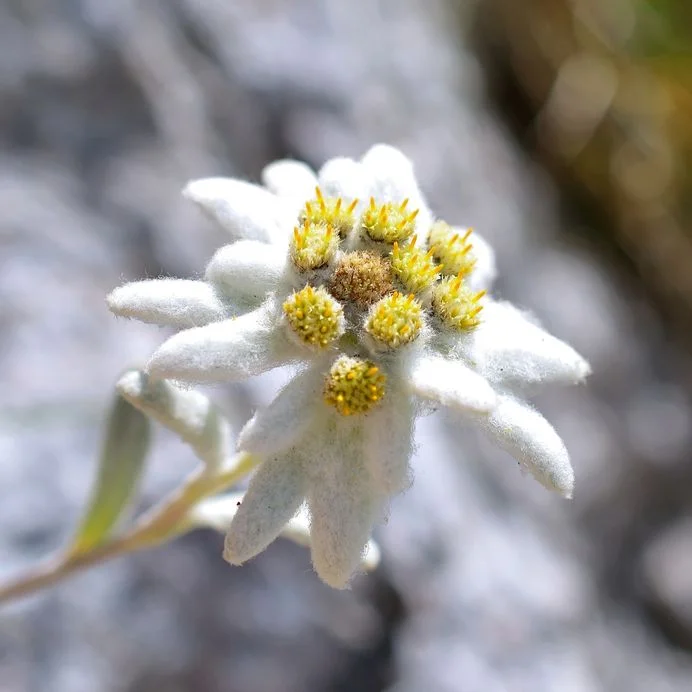 Edelweiss.jpg