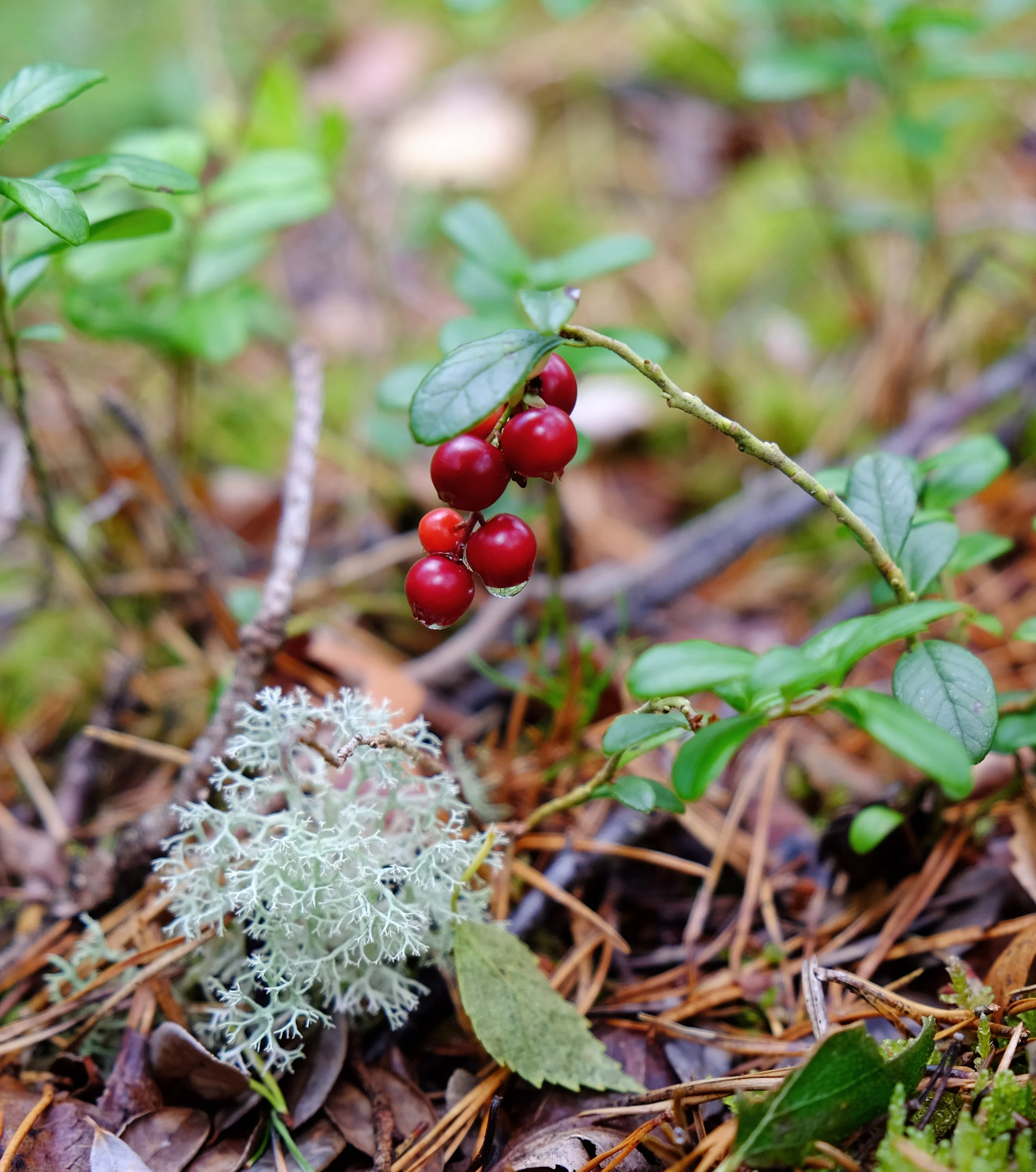 Lingonberry.jpg