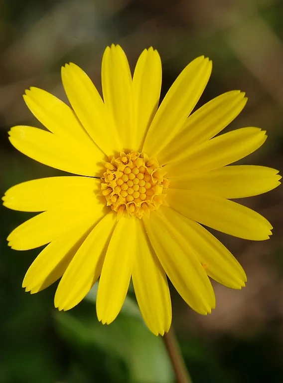 Calendula.jpg