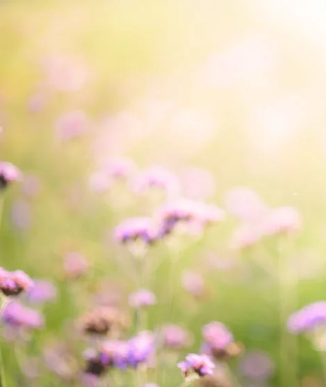 Verbena_field.jpg