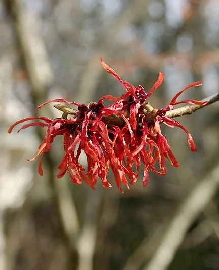 Witch_hazel.jpg
