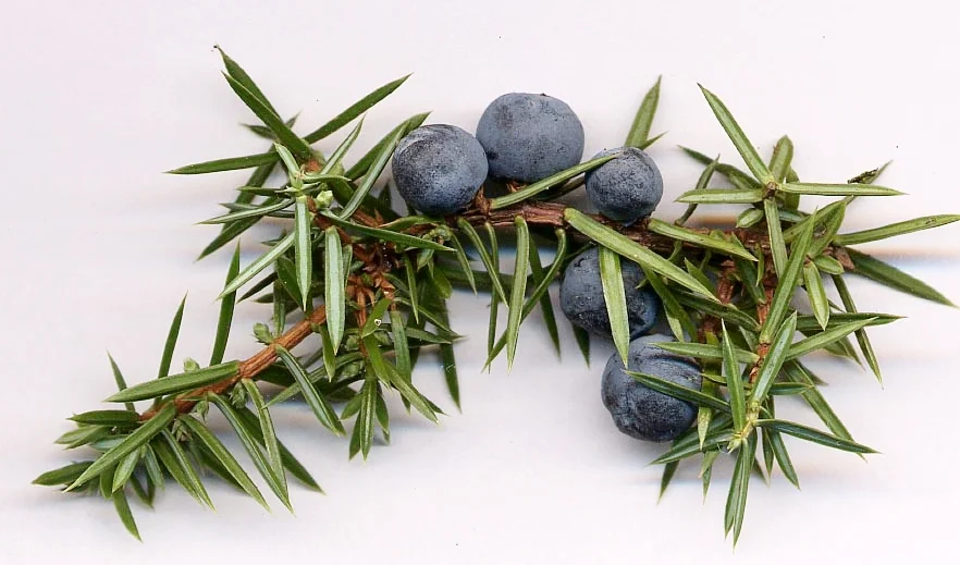 Juniper_berry.jpg