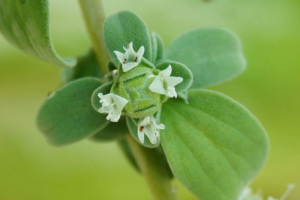 Sweet_marjoram_flowers.jpg