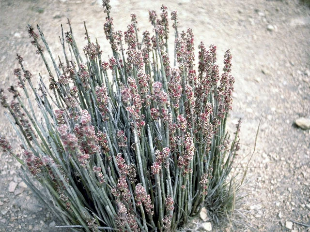 Candelilla.jpg