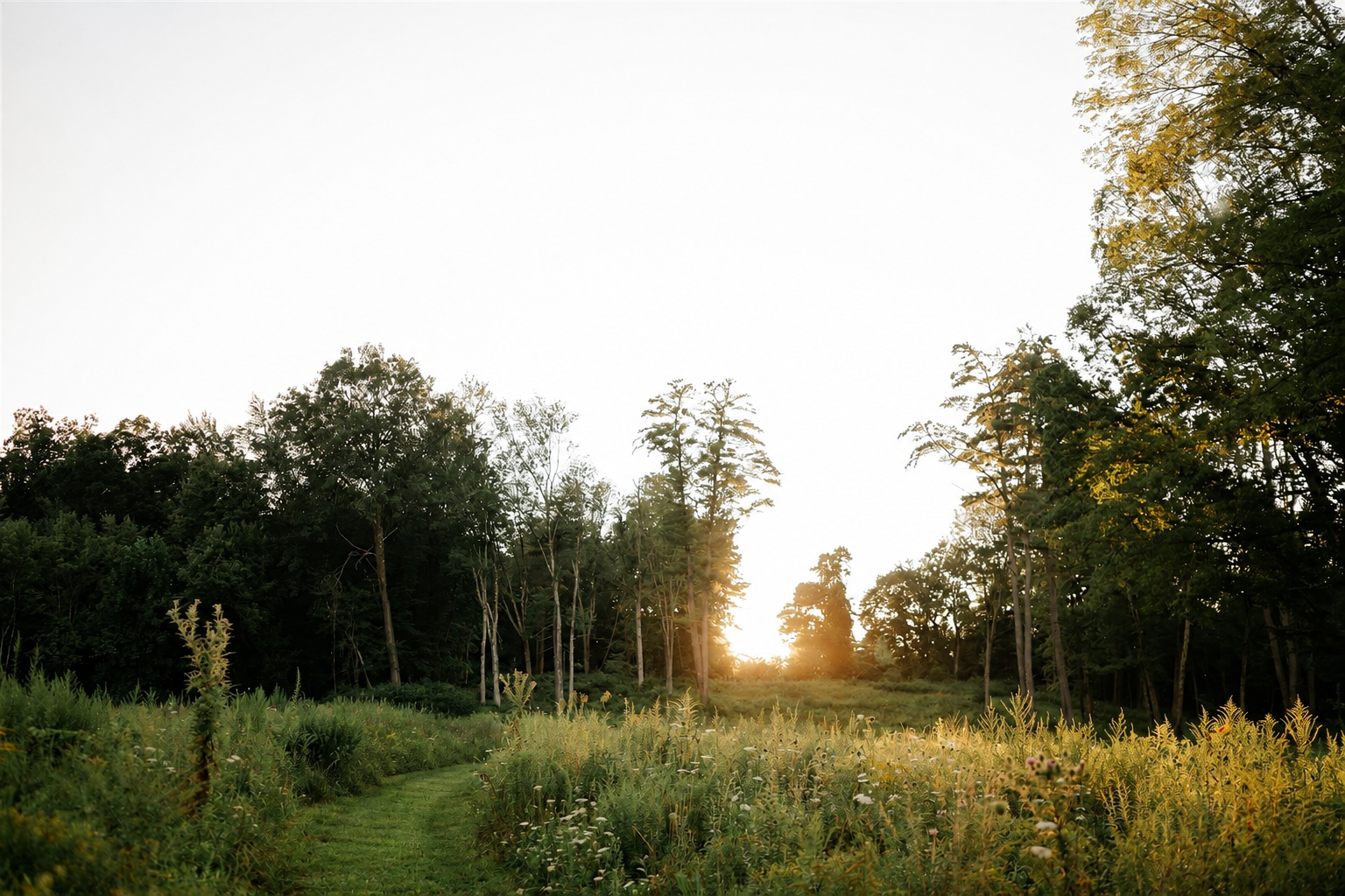 Sunset over a green meadow with wildflowers and tall trees in the background.