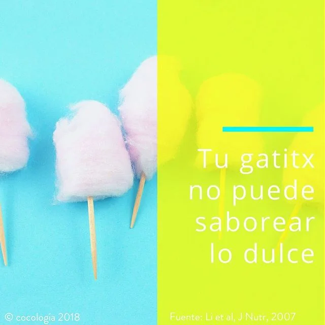 &iexcl;Ah&iacute; te va tu #coconeta de hoy! Si quieres saber por qu&eacute; tu🐱nunca ha saboreado algo dulce, checa el video nuevo en cocologia.com #cocolog&iacute;a #gatito #dulce #sabores #ciencia #medicina #ADN #genes #neta #datocurioso #funfact