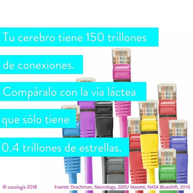 Resulta que tu t&iacute;a no estaba tan mal con eso de que &ldquo;cada cabeza, un universo&rdquo;. Aqu&iacute; tu #coconeta del d&iacute;a. #cocolog&iacute;a #cerebro #conexi&oacute;n #universo #ciencia #Science #scicomm #enespa&ntilde;ol #qu&eacute;