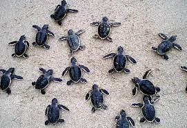 turtles.jpg