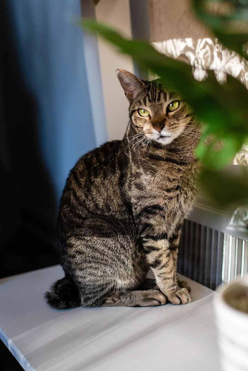 brown tabby cat with green eyes looks off in the distance behind a green plant