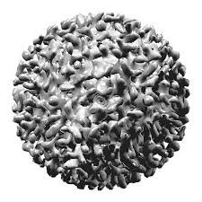 Hepatitis B