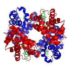 Low Hemoglobin