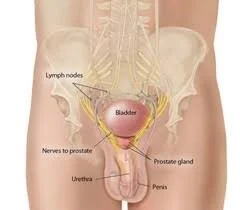 The Genitourinary Tract