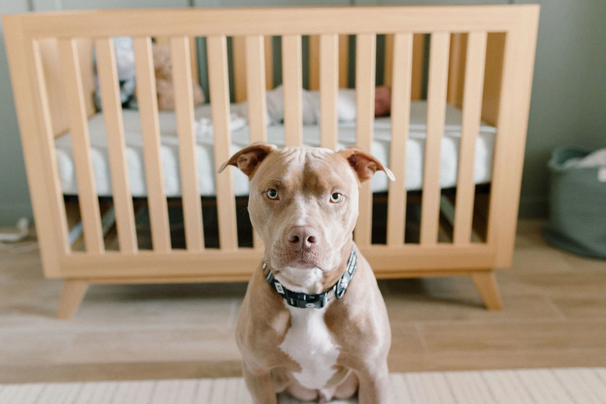 dog in newborn baby's neutral nursery