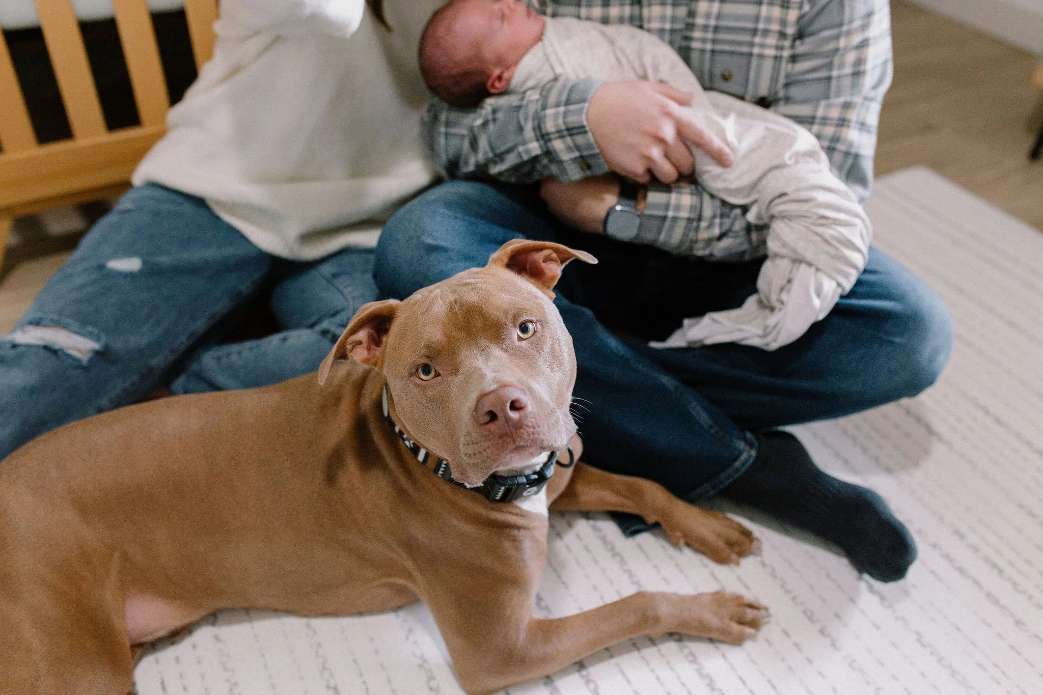 dog sitting with family during newborn family photos in neutral green nursery