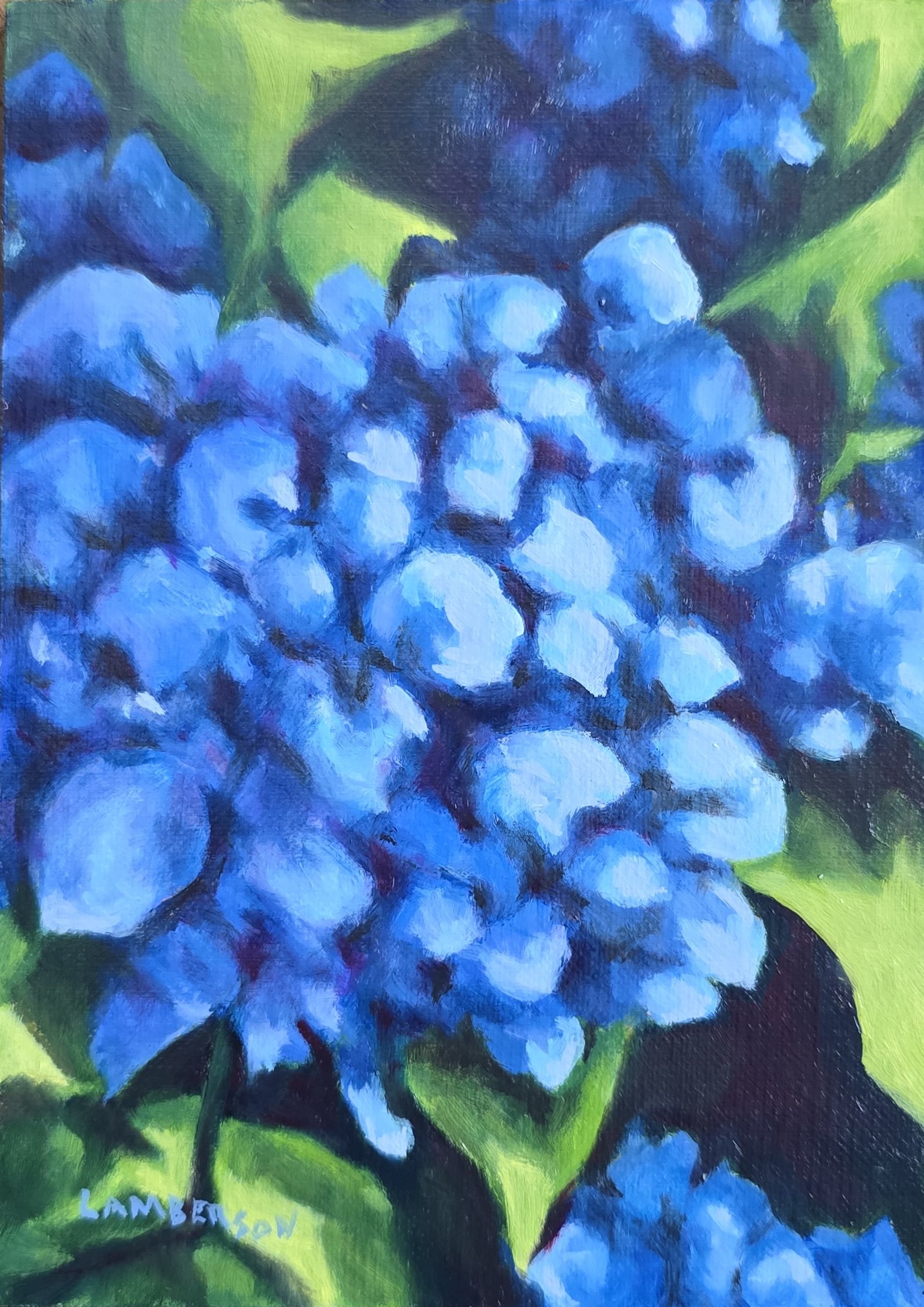 Blue Hydrangea