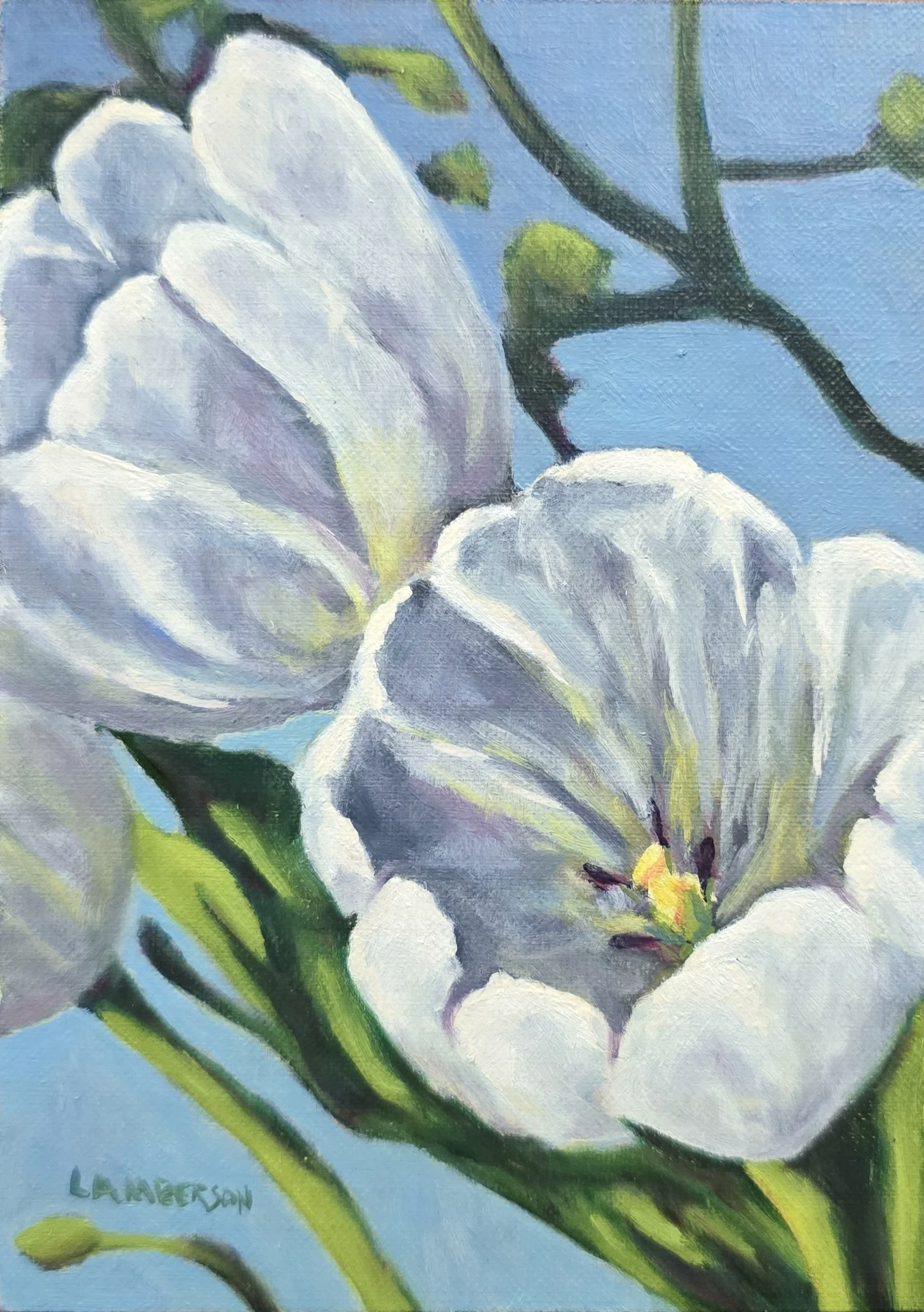 White Tulips