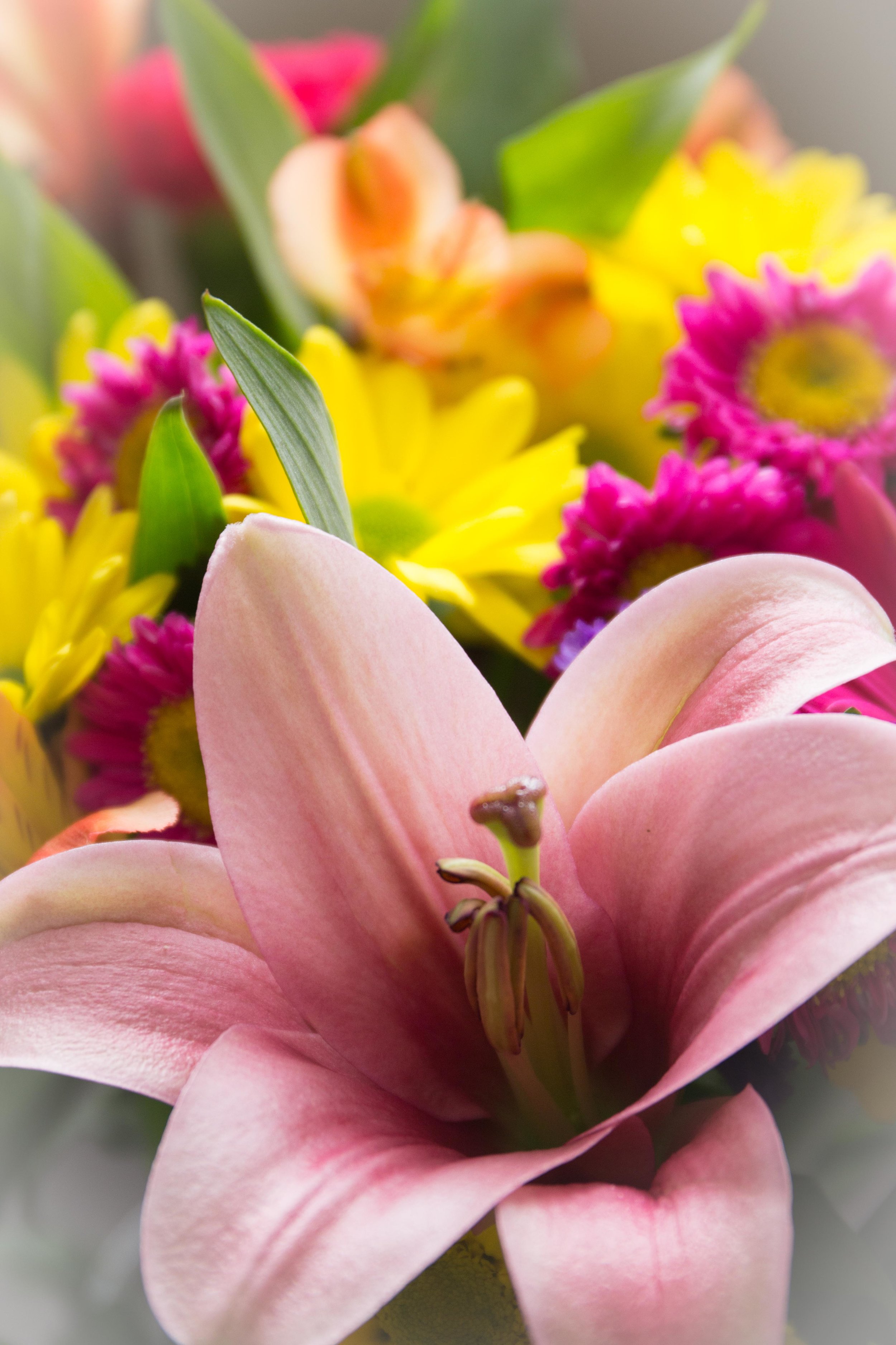 Spring Blooms to come.jpg