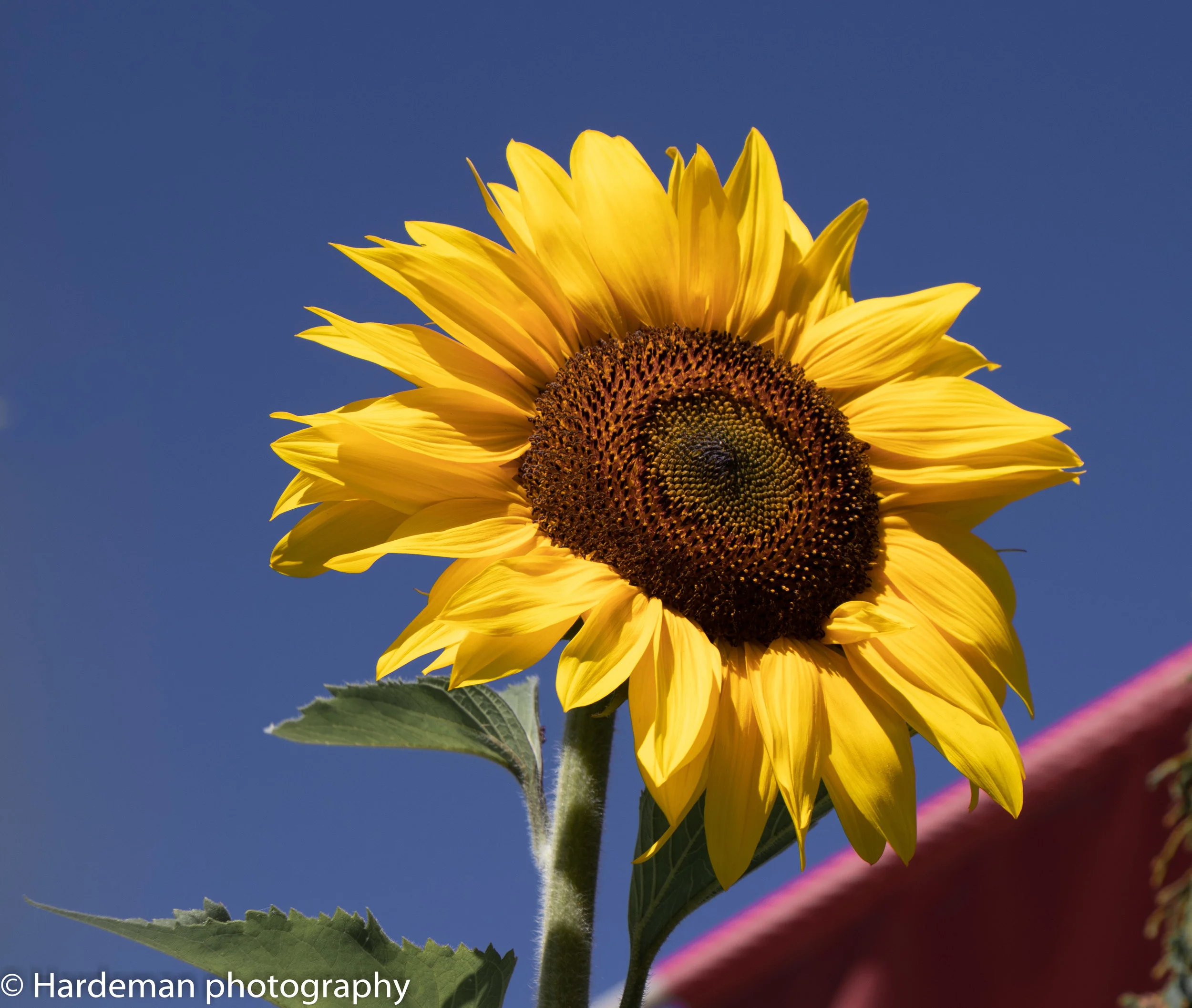 IMG_5599.jpg