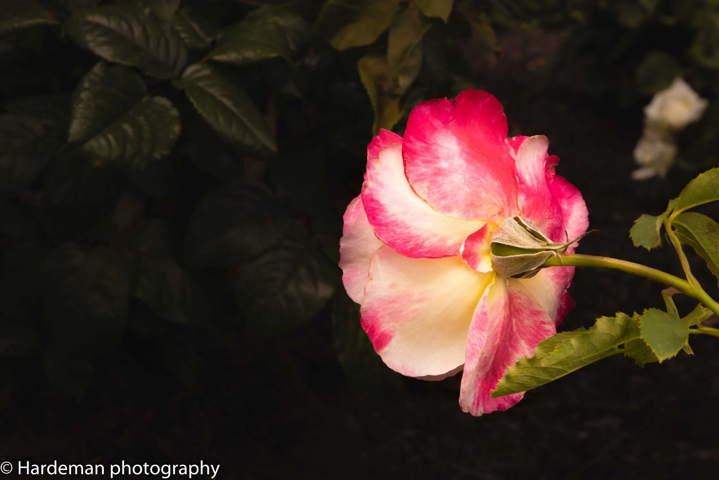 IMG_4275.jpg
