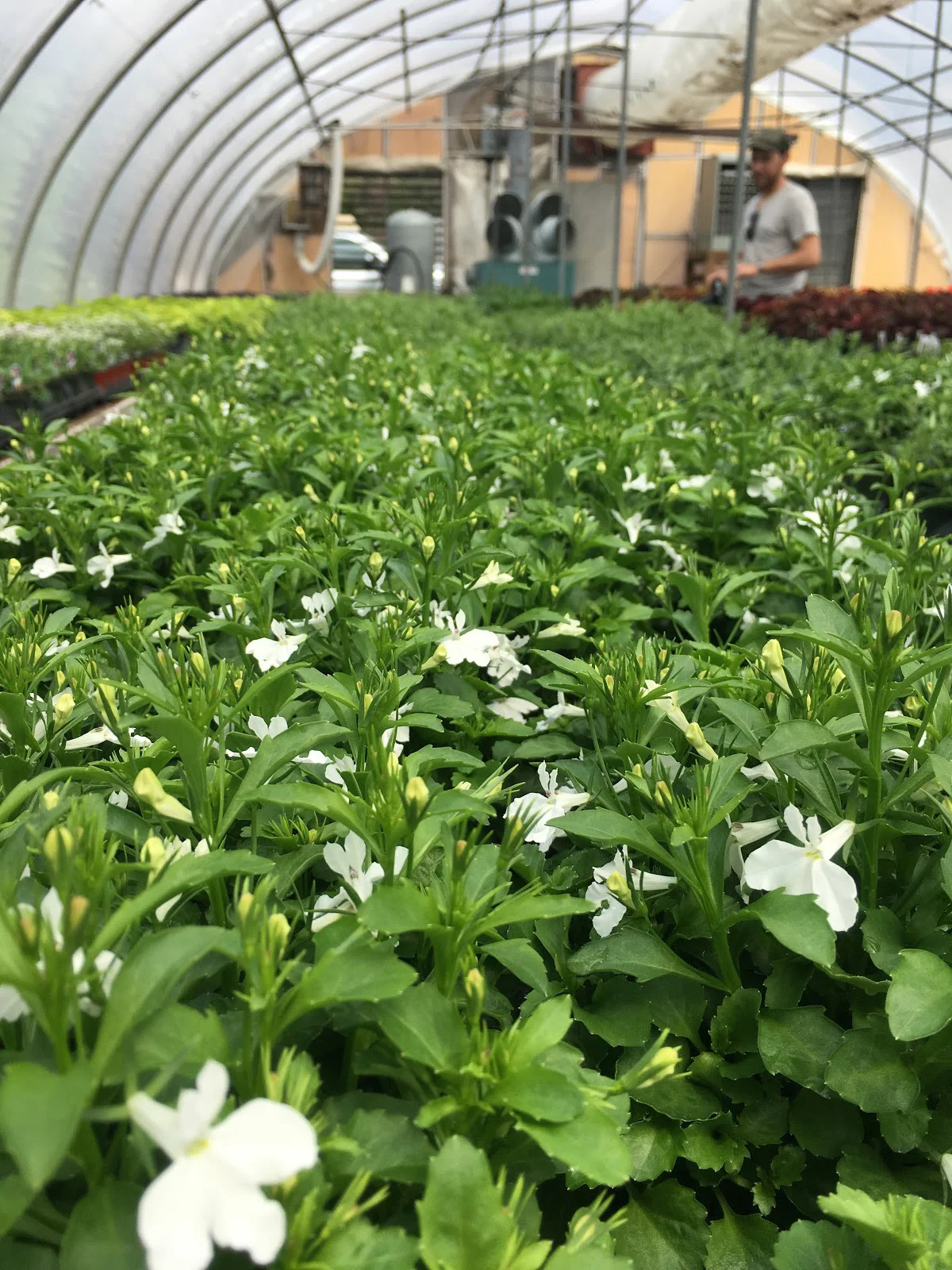 The Greenhouses — Whispering Pine Garden Center