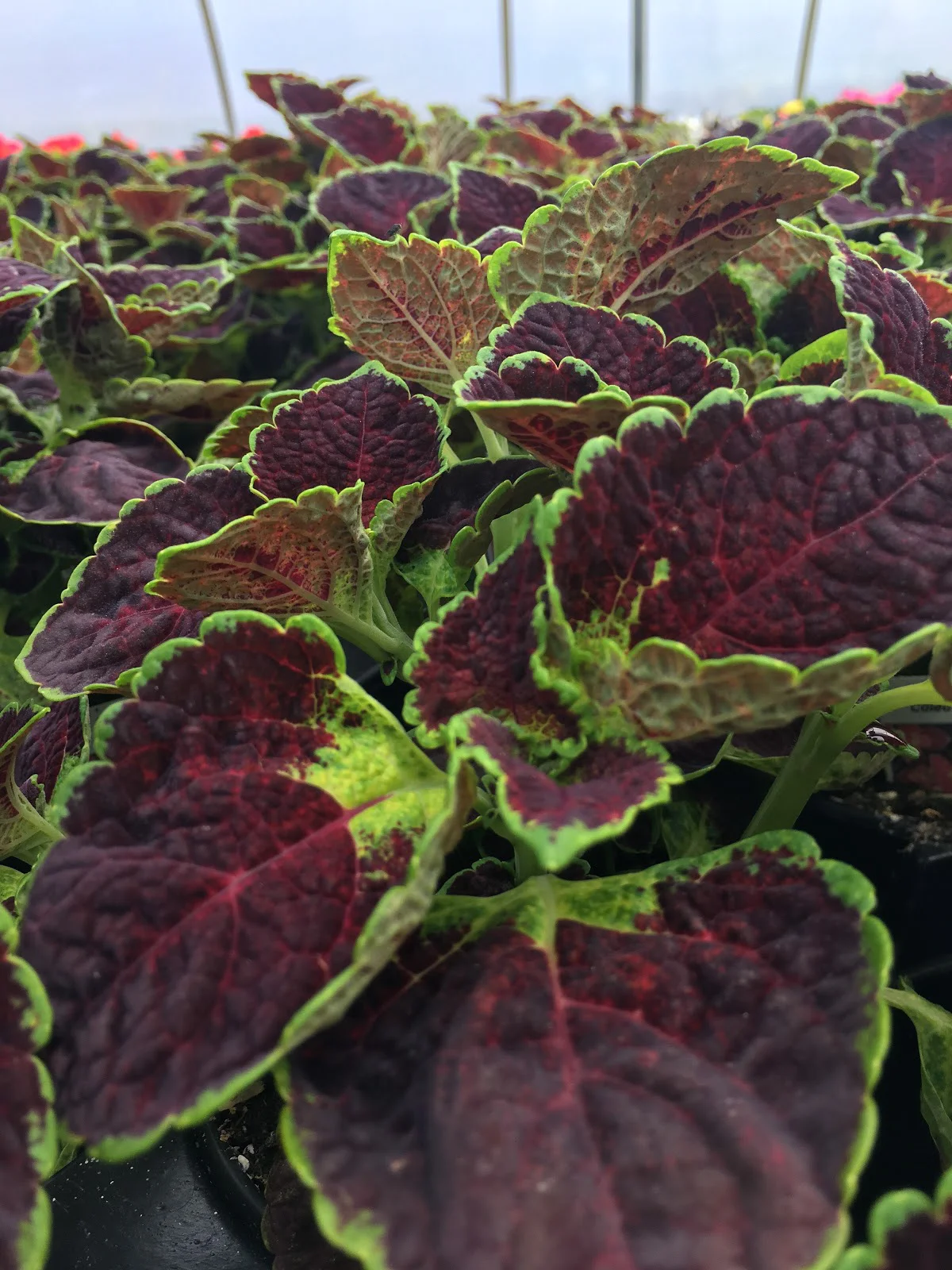 The Greenhouses — Whispering Pine Garden Center