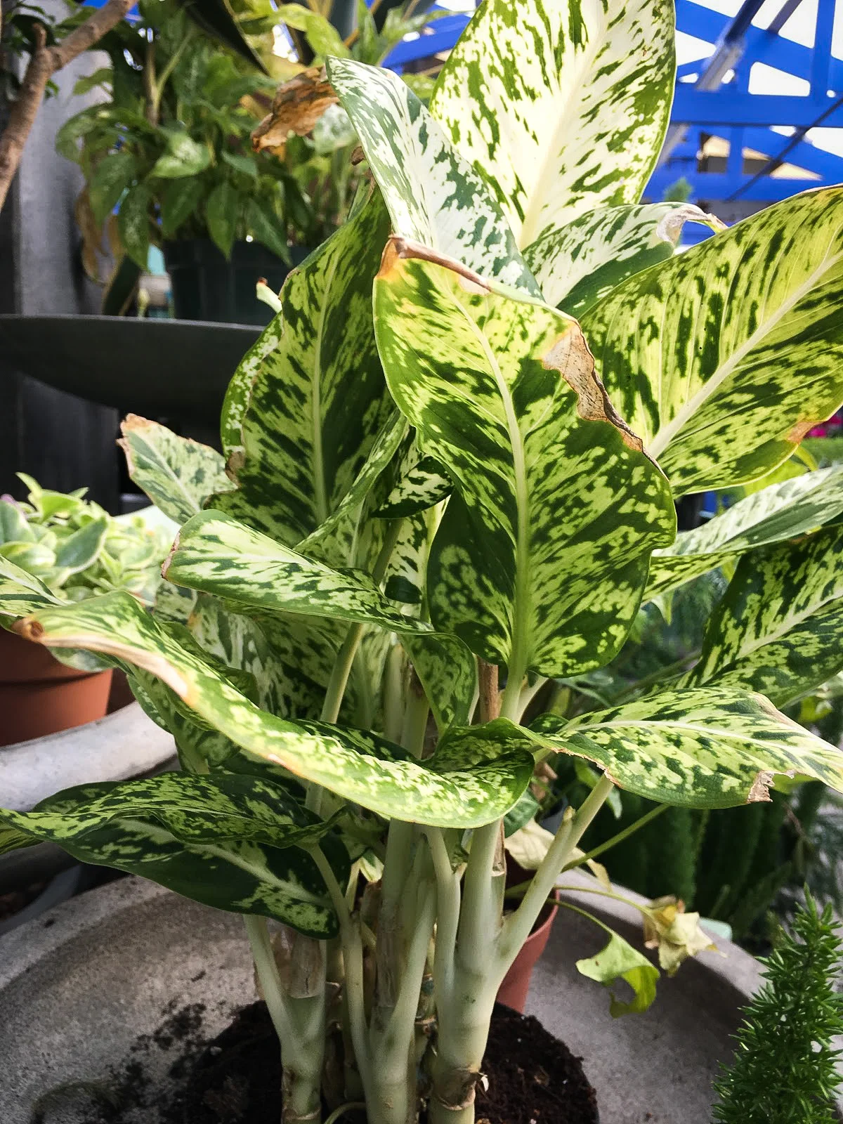 The Greenhouses — Whispering Pine Garden Center