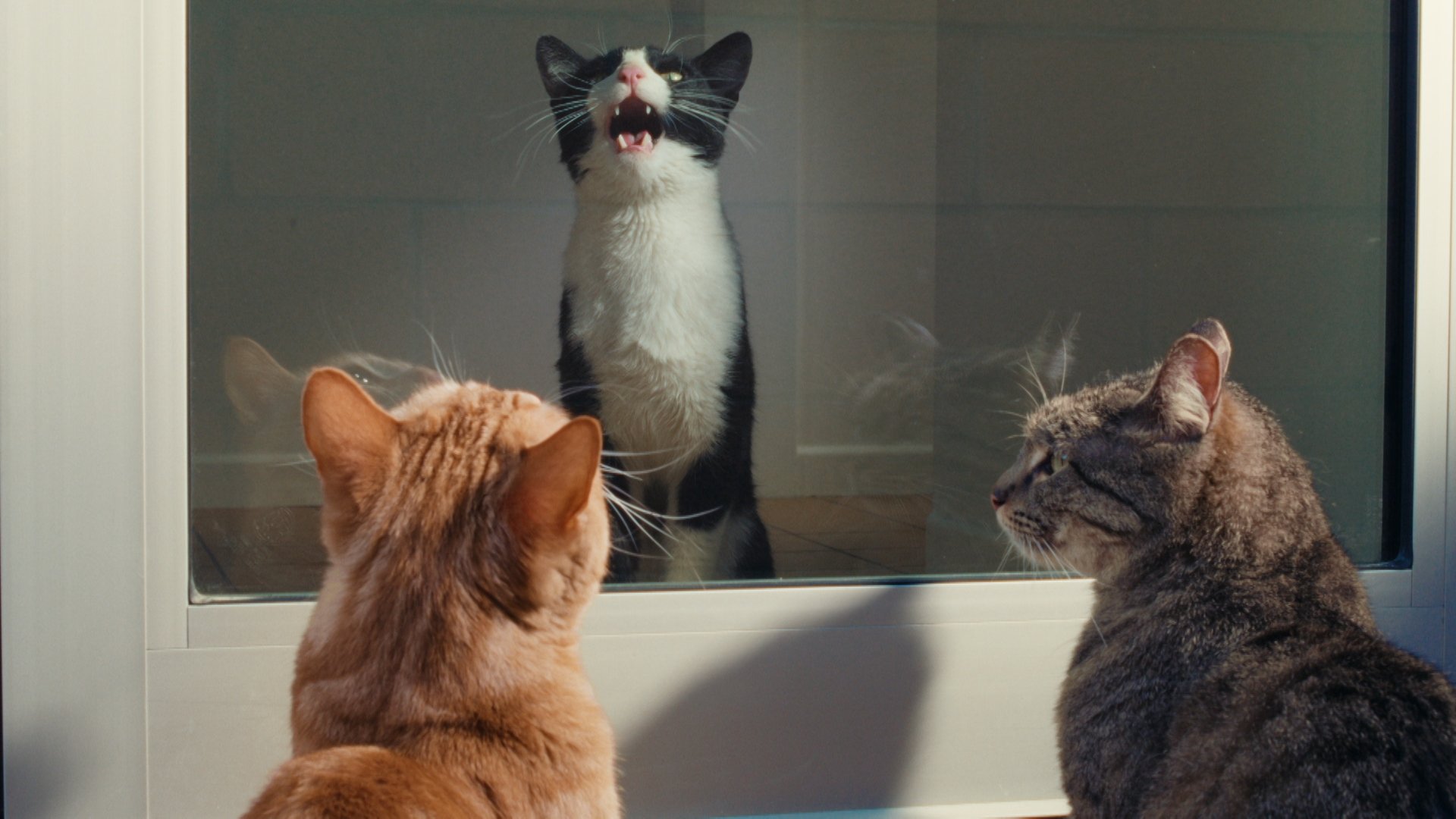 Smalls - "Cat Dad" TVC