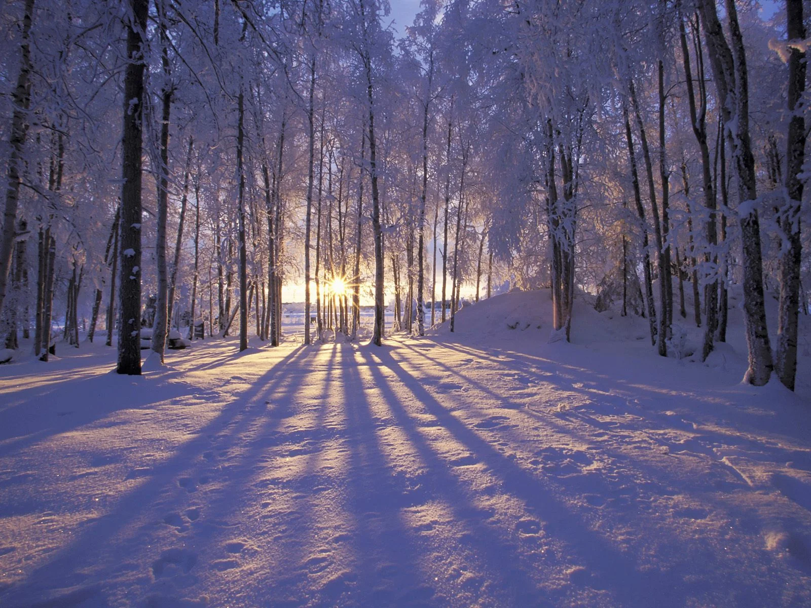 The magic of light on a winter’s day- it can chase away the blues if you surround yourself with it.