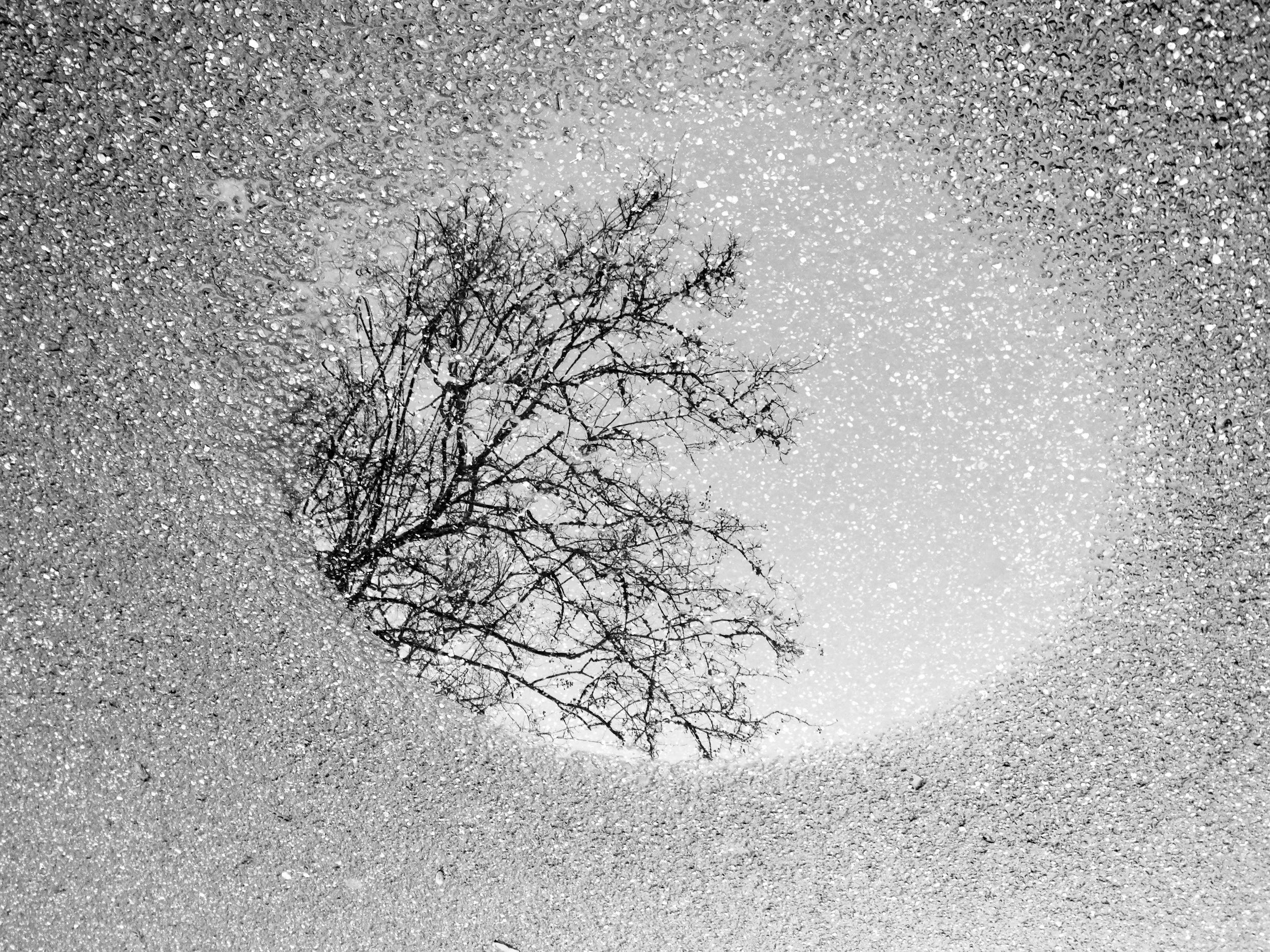 tree reflection_edit.JPG