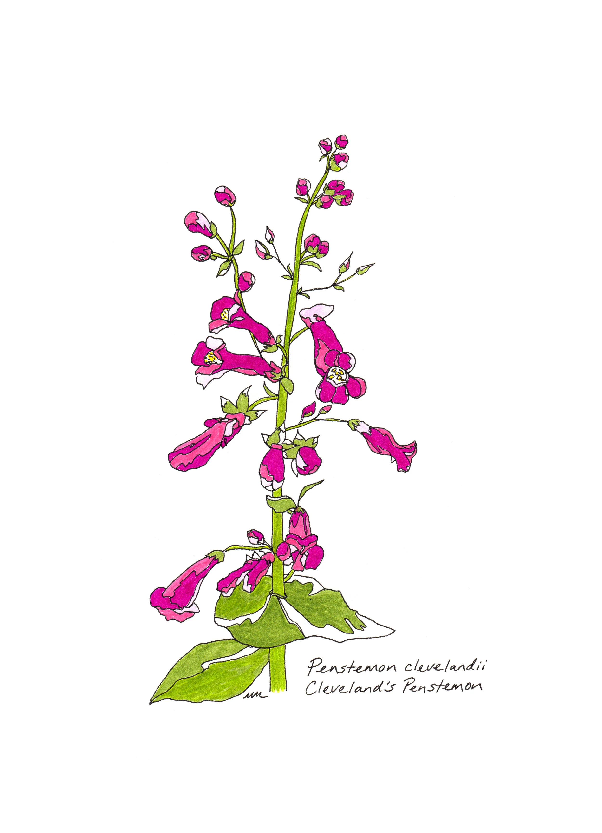 Cleveland Penstemon.jpg