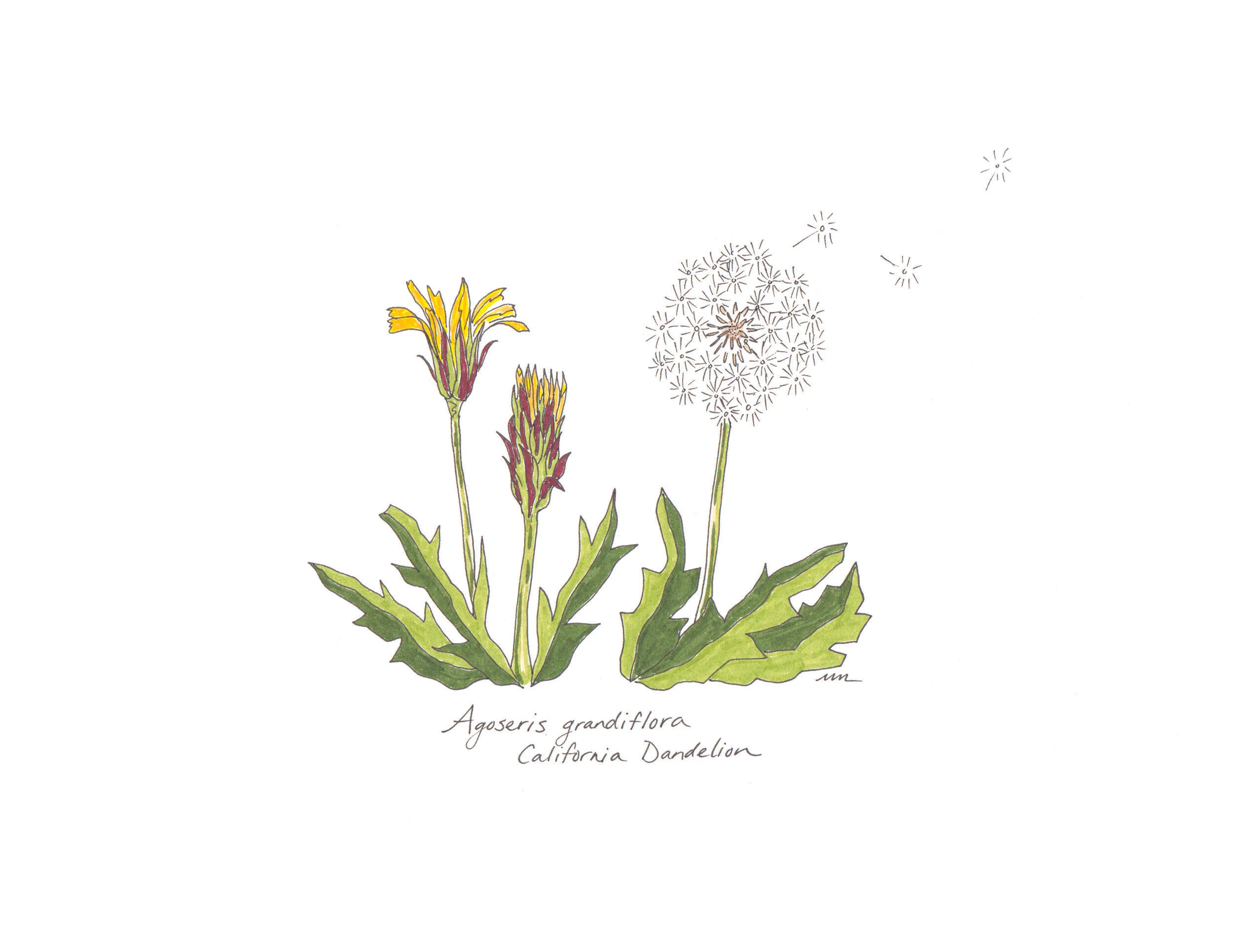 Dandelion.jpg